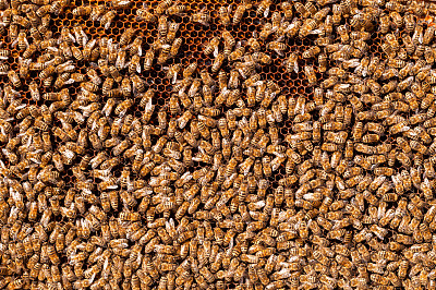 蜜蜂将花蜜转化为蜂蜜，再用蜂巢将其覆盖图片下载