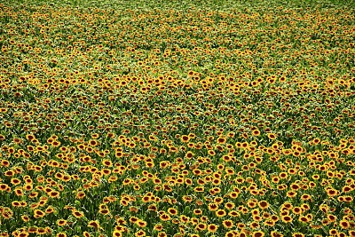 向日葵田图片下载