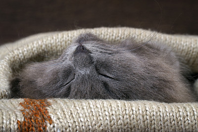 小猫在毯子里睡着了。灰猫，毛绒绒的图片下载