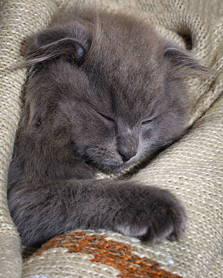小猫在毯子里睡着了。灰猫，毛绒绒的图片下载