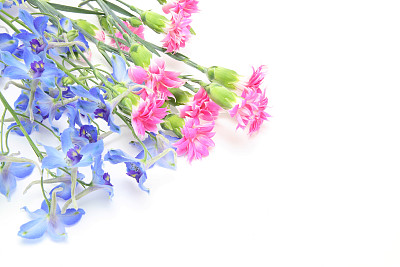 白背景下的飞燕草和康乃馨图片下载