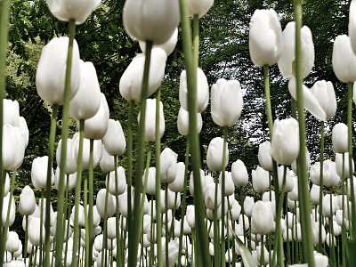 森林的郁金香图片下载