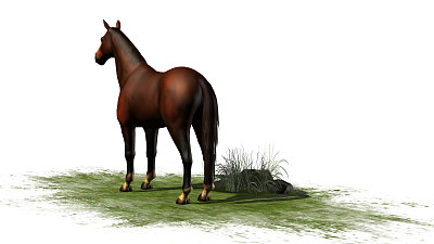 棕色的马孤立在白色的背景图片下载