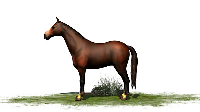 棕色的马孤立在白色的背景图片下载