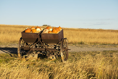 南瓜和千古德图片下载
