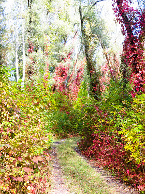 森林中树上的野葡萄(弗吉尼亚蔓藤属)图片下载