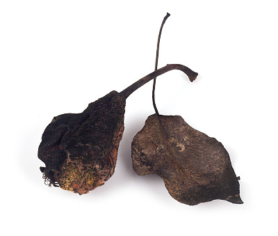 孤立的梨干图片下载