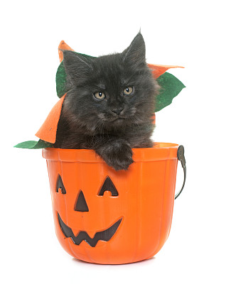 缅因库恩猫图片下载