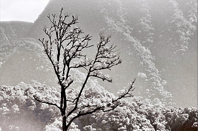 树在泰国phusoido BW图片下载