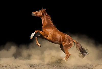 尘土中栗色的马图片下载