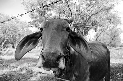 泰国的奶牛是黑白相间的图片下载