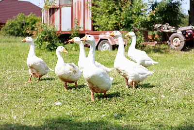 白色的鹅,家禽图片下载