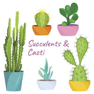 多肉植物和仙人掌素材图片