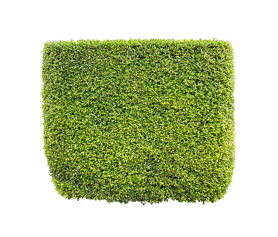 绿色布什孤立图片下载