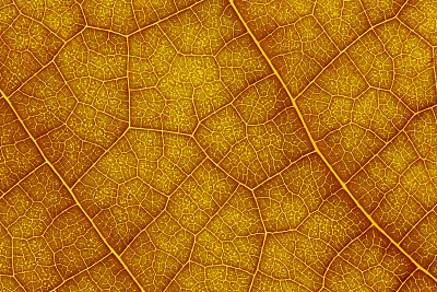 秋天的叶子。关闭了。图片下载