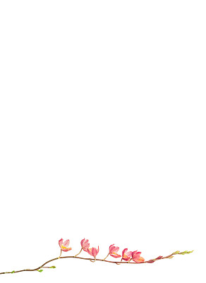 粉红色的文心兰孤立在白色上图片下载