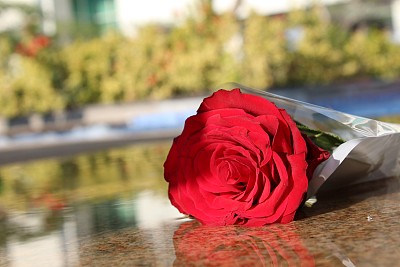 红玫瑰-股票形象图片下载