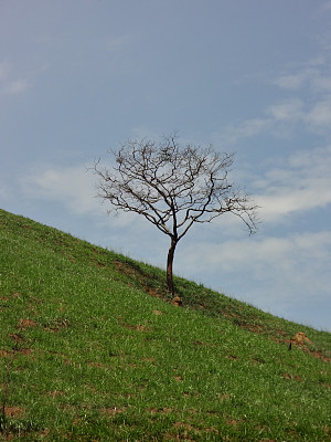 一棵树图片下载