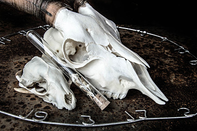 头骨三图片下载