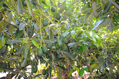 西班牙浓茶图片下载