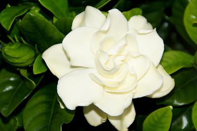 栀子花-热带花。图片下载