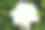栀子花-热带花。图片下载