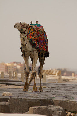 骆驼图片下载