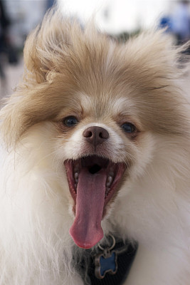 波美拉尼亚的Closup图片下载