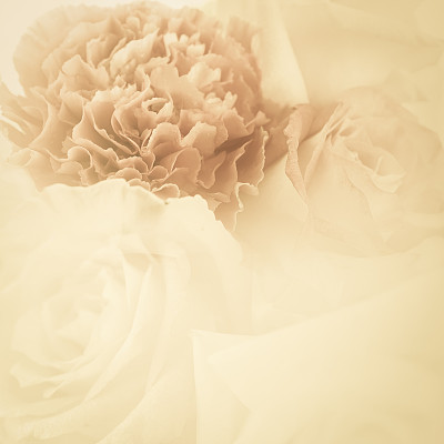 甜美的颜色，玫瑰和康乃馨复古风格图片下载