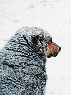 流浪狗。冬天。图片下载