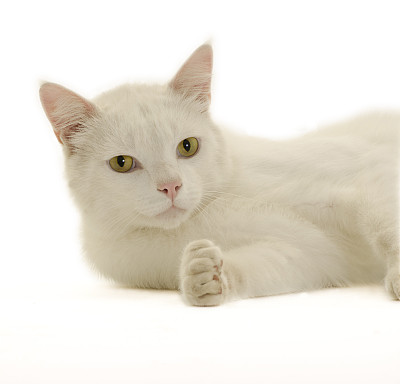 孤立的特写白猫躺下看相机图片下载