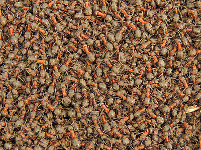 蚂蚁殖民地图片下载