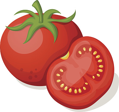 白色背景上的番茄。矢量图图片下载