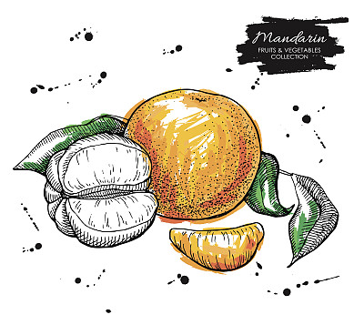 矢量手绘普通话插图。艺术收藏图片下载