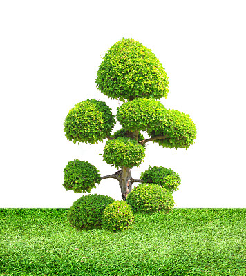 盆景树图片下载