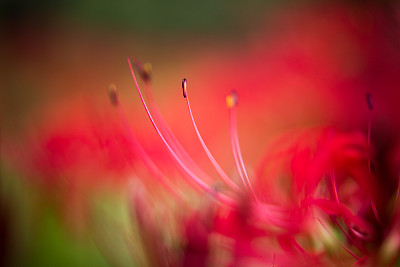 飓风莉莉图片下载