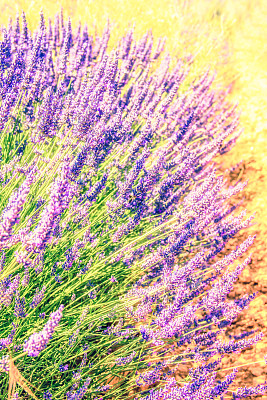 薰衣草田图片下载