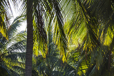 棕榈树树叶图片下载