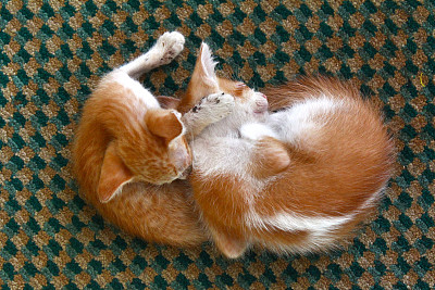 两只可爱的小猫睡在街上图片下载