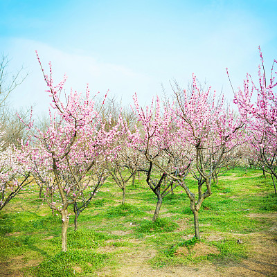 早春公园图片下载