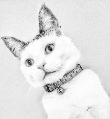 漂亮的白猫黑与白图片下载