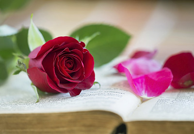 红玫瑰和花瓣图片下载