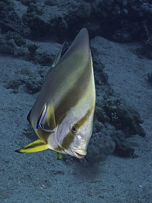 圆蝙蝠鱼图片下载