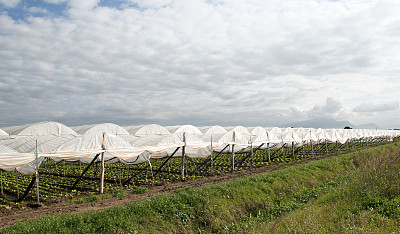 领域的温室图片下载