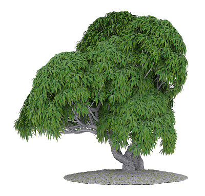 树孤立的白色背景图片下载