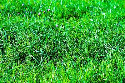 抽象的绿草图片下载