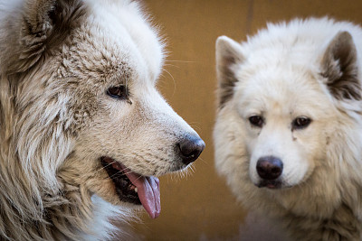 萨莫耶德人的狗图片下载