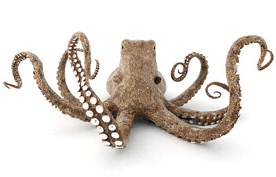 章鱼图片下载