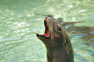 麻斑海豹图片下载