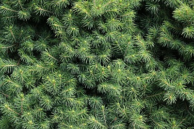 圣诞树树枝的背景图片下载